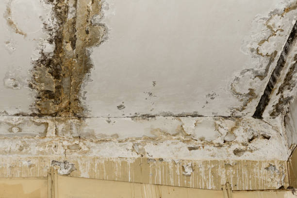 Best Dehumidification Services  in Palestine, TX