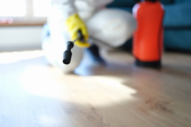 Best Environmental Consulting for Mold Prevention  in Palestine, TX