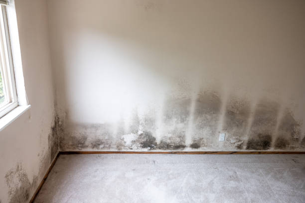 Best HVAC Mold Inspection and Cleaning  in Palestine, TX